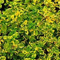 Тимьян Thymus x citriodorus  -  лимоннопахнущий   