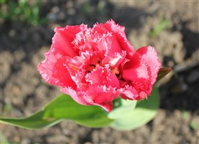Тюльпан - самый любимый весенний цветок! 