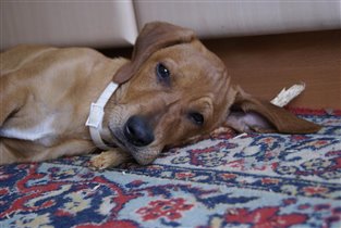 Наш новый питомец