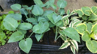 Зальцион. На фото слева