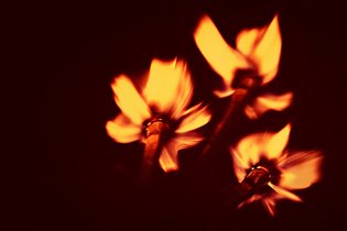Огненные цветы