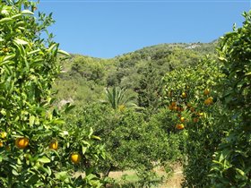 Апельсины на плантации Томеу