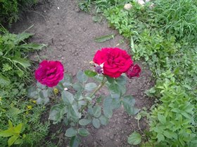 мамины розы