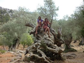 На оливковом дереве