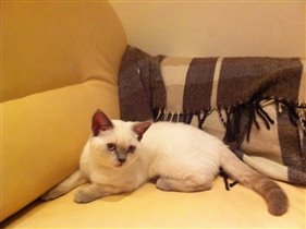 Блондинка - красавица