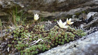 Сквозь скалы