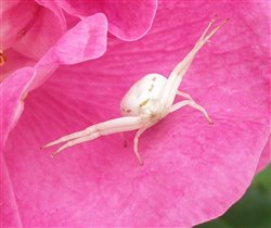 Белый паучок на розе