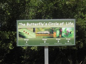 Циклы жизни бабочек:-)
