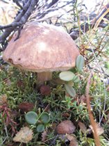 осенний гриб (в тундре)