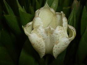 Не орхидея, но тюльпан