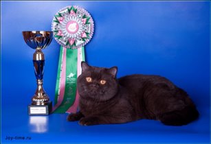 Наш папа - Большой международный чемпион