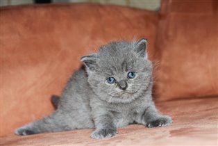 Любопытное создание, которое любит быть в центре в