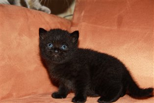 Игривая красотка и харизмой черной пантеры