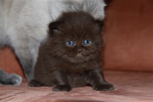 Единственный длинношерстный котик в помете. 