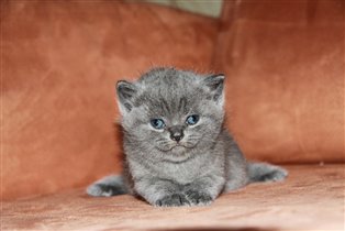 Милая малышка с остаточным мраморным рисунком.