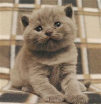 Малыша зарезервировала Людмила г. Москва