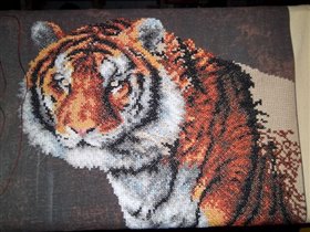 Тигр-8 Свет в конце тунеля :)))