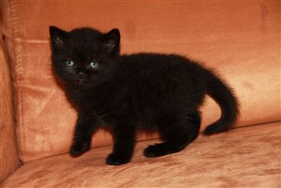 Доминантная кошка . Всегда знает что хочет. 