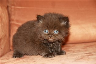 Маленький Бармалей с глазами домовенка Кузи