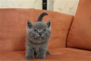 Самый крупный котик. Зарезервирован Людмилой г. М 