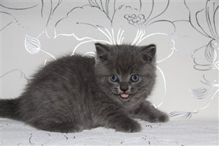 Малыш теперь - ЛОРД (Людмила г. Москва)