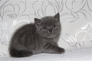 Мраморная киса. 