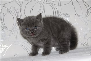 К 6-7 месяцам приобретет ровный голубой окрас 