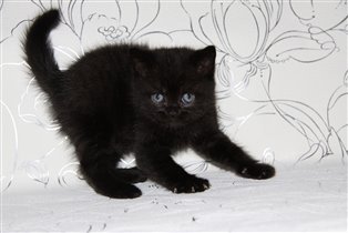 Чем не пантера?