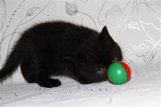 Очень любит играть с игрушками