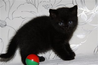 Теперь Наоми - зарезервирована Алиной г. Москва