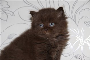 Мы не только растем - у нас воротник становится 