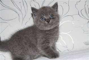 Плюшка - симпампушка