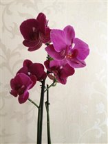 Орхидея фиолетовая Phalaenopsis
