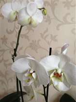Орхидея белая Phalaenopsis