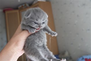 Только что открыли глазки