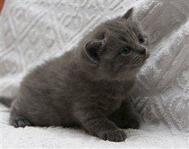 Три недели - делаем первые уверенные шаги