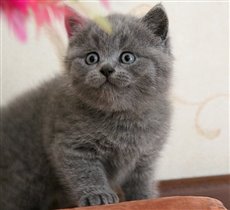 Dandy - зарезервирован Павлом г. Москва