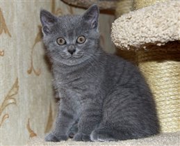 Малышка ждет своих хозяев