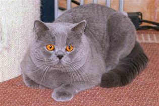 Дедушка котят - Hell Fire