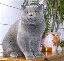 Дедушка котят - Hurricane