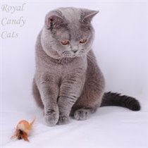 .Ch. Salvatore Ferragamo The Pepper King