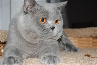 I.Ch. Salvatore Ferragamo The Pepper King - папа к