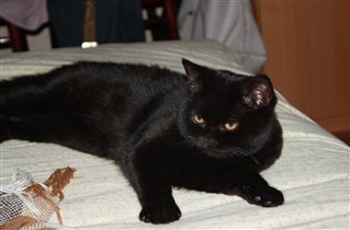 Фото прислала любящая хозяйка - Татьяна