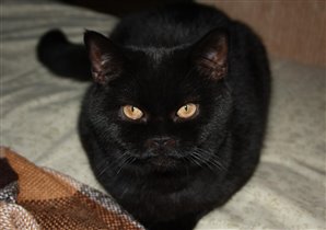 Черная красавица. Взгляд завораживает.