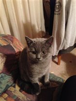 Мраморная киса - Симона