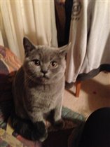 Фото Симаны прислала хозяйка Елена из г. Химок