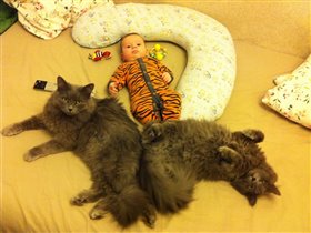 Три тигра отдыхают