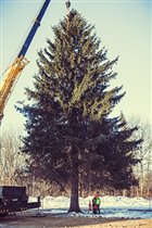 В Москву едет главная новогодняя  елка