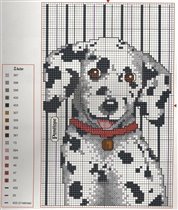 долматин щен