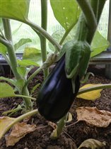 Баклажанчик Эпик